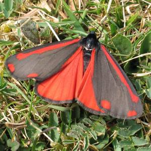 Cinnabar Moth (Mark Parsons)