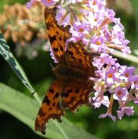 Comma butterfly (Catherine Fowler)