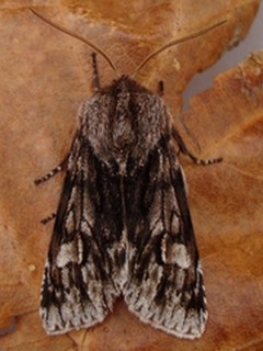Moth Surveys - East Scotland Branch - Butterfly Conserv