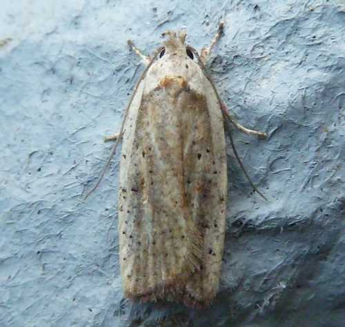 Micro photos - East Scotland Branch - Butterfly ConservationE